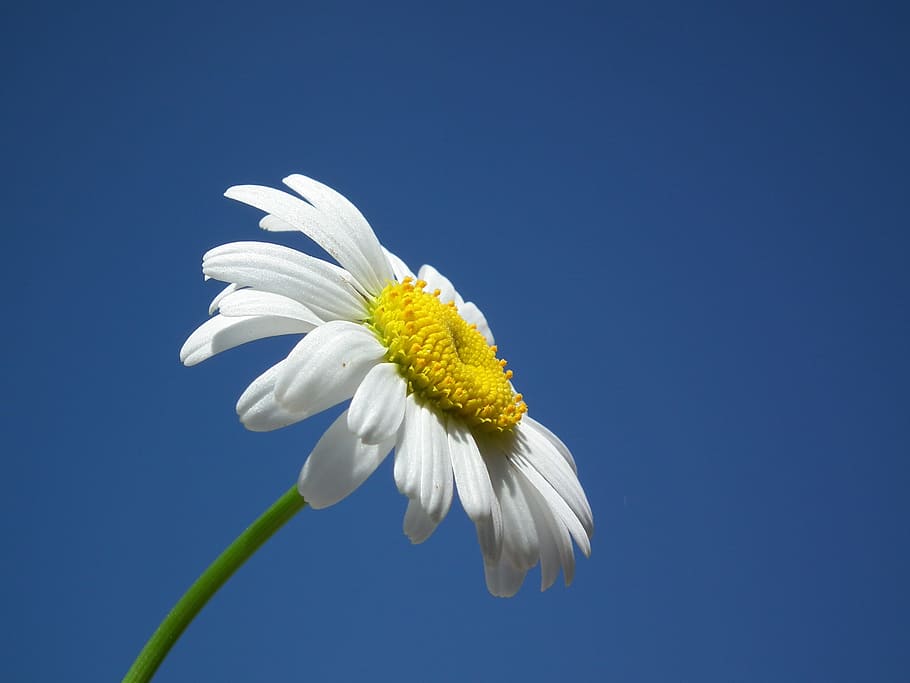 Flower, Daisy, White, Day, Sky, flowers, blue, petal, sheet, bloom
