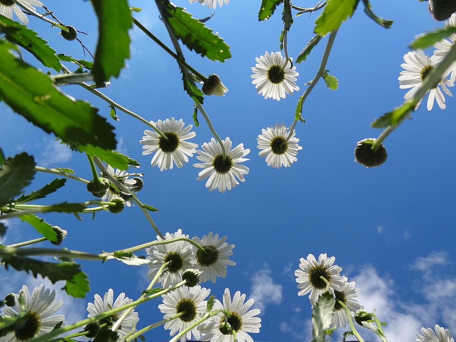 bottom view, white, multi-petal flower, blue, sky, daytime, bottom, view, petal, flower