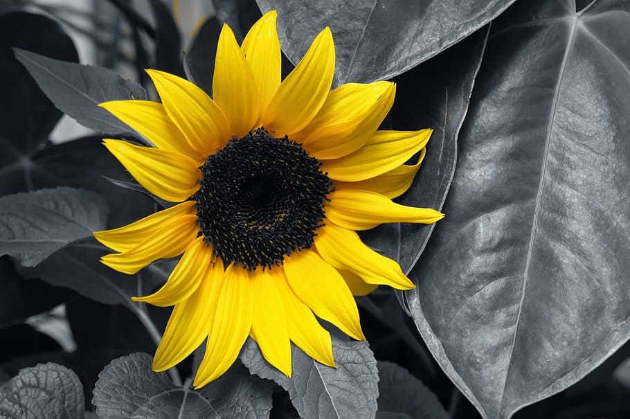 Girasol, amarillo, blanco y negro, flor, brillante, naturaleza, hoja, floral, al aire libre, planta