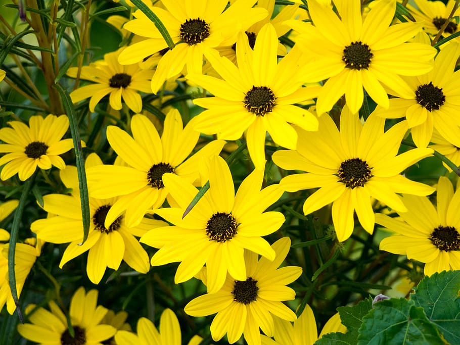 kuning, kelopak bunga, bunga, taman, alam, di luar ruangan, musim panas, musim semi, lingkungan, tanaman berbunga