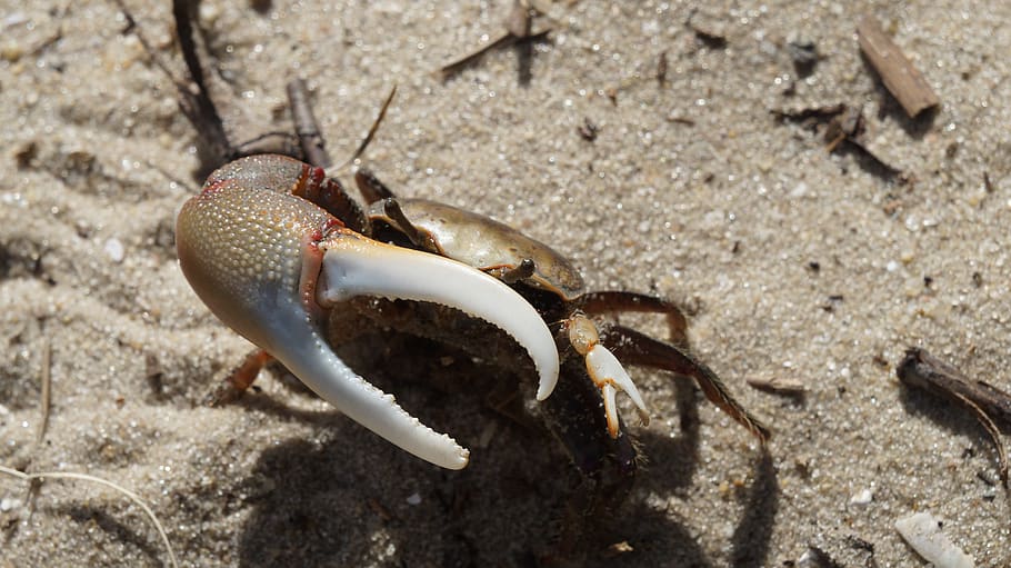 crab, claw, animal, crustacean, ocean, seafood, sea, shell, marine, animals in the wild