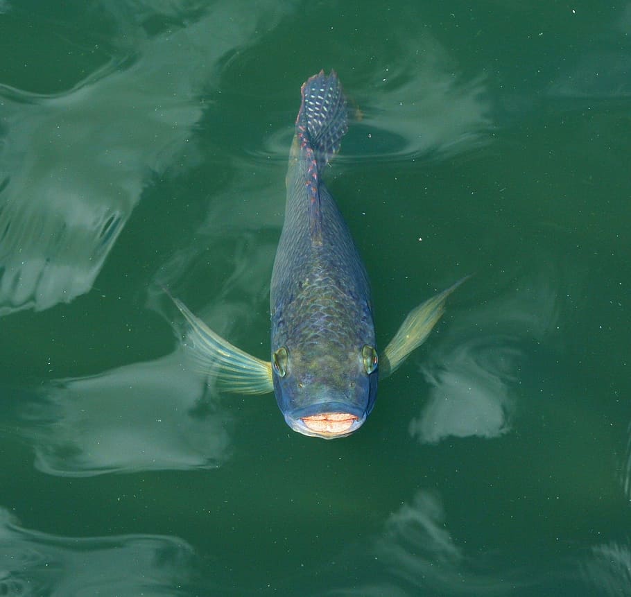 biru, air, Koi, Ikan Mas, Ikan, Berenang, Kolam, Jepang, oriental, fauna