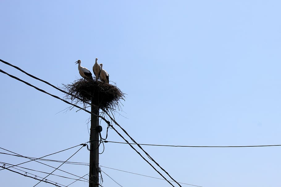 nest, poles, power, sky, storks, utility, birds, bird, low angle view, animal themes