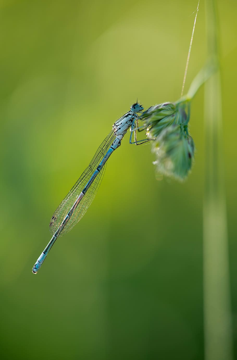 slender dragonfly, dragonfly, insect, nature, blue, macro, spring, animal, summer, damselfly