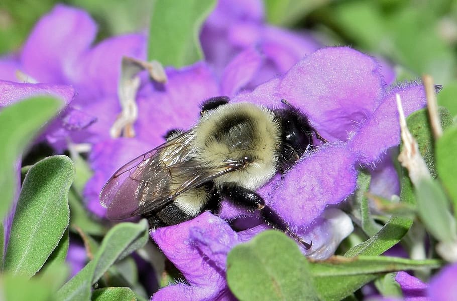 bee, bumblebee, flowers, purple flowers, barometer bush, insect, insectoid, pollinate, pollination, pollen