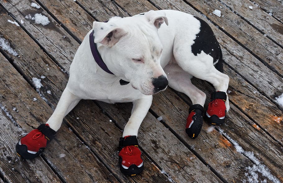 perro, animal, mascota, zapatos, rojo, raquetas de nieve, invierno, nacional, mascotas, temas de animales