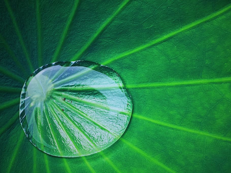 water droplet, green, taro plant, summer, lotus leaf, water droplets, leaf, green color, plant, growth