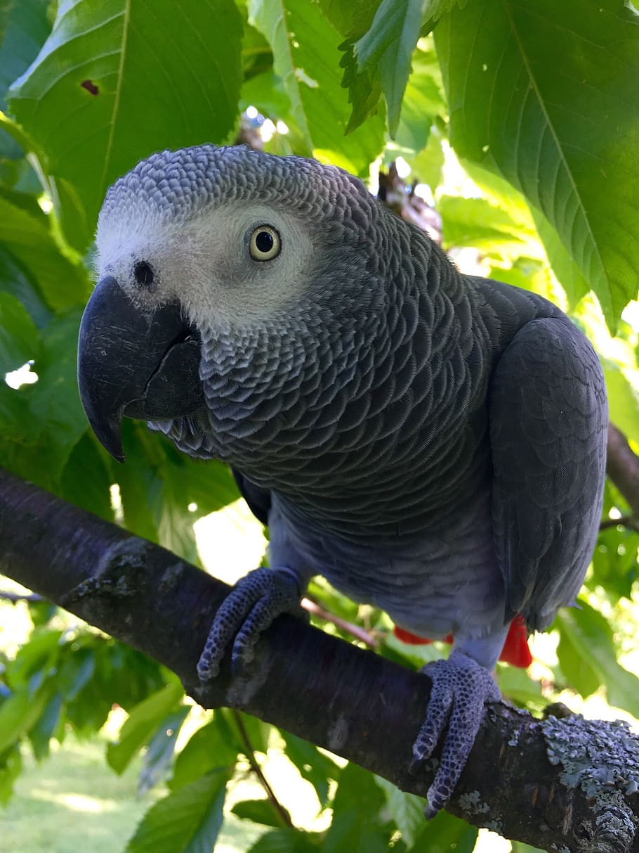 parrot, african grey, animal, pet, feather, exotic, bird, flying, wings, animal wildlife
