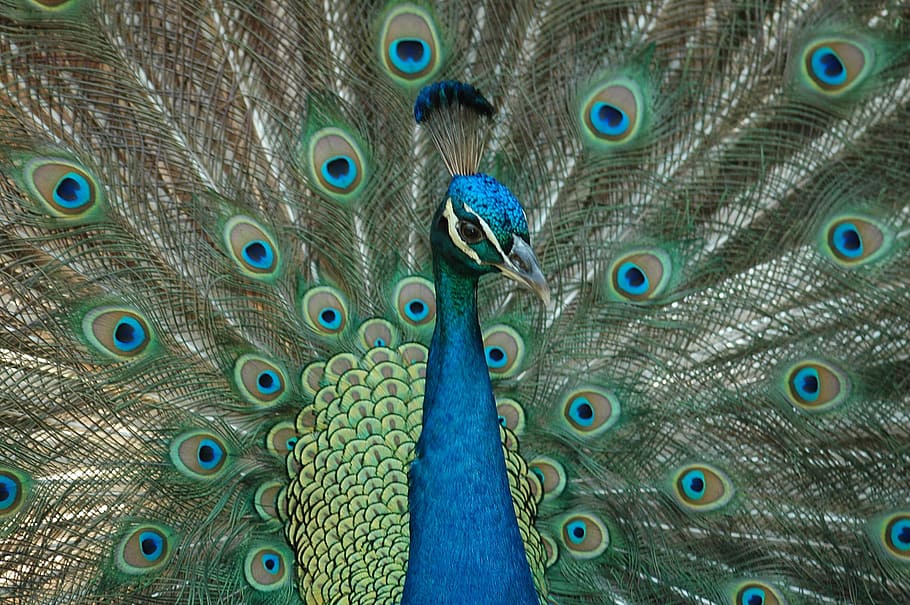 Peacock, Bird, Feathers, Colorful, peafowl, portrait, head, animal, outdoor, beak