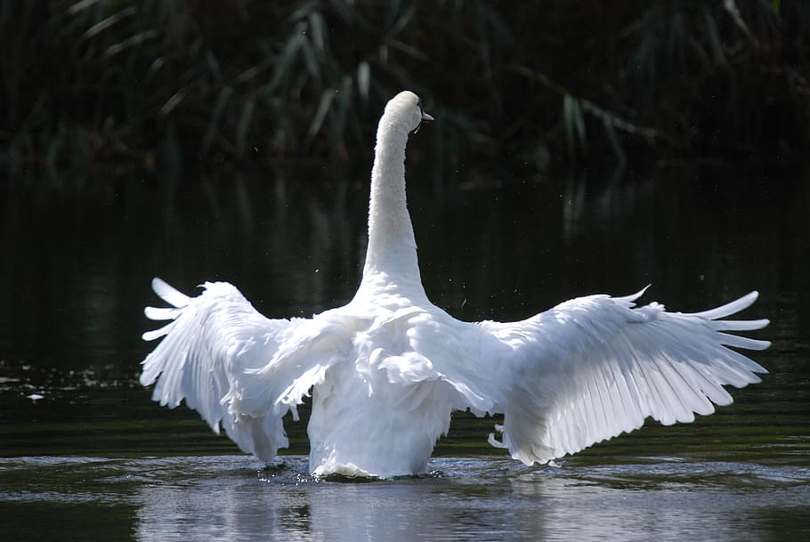 white, swan, river, daytime, bird, lake, water bird, nature, flying, take-off
