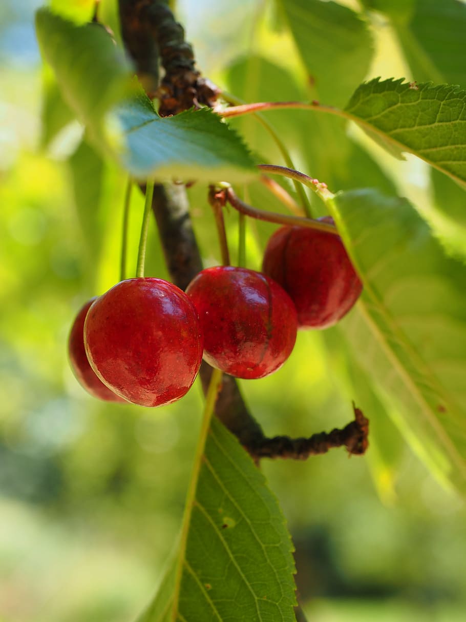 cerezas, frutas, rojo, maduro, cereza dulce, afrutado, cosecha de cerezas, bing, cereza, hojas