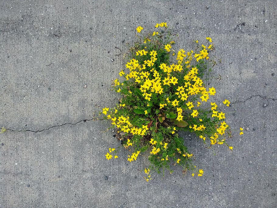force, flowers, nature, concrete, plant, impressive, remarkable, will, force of nature, yellow