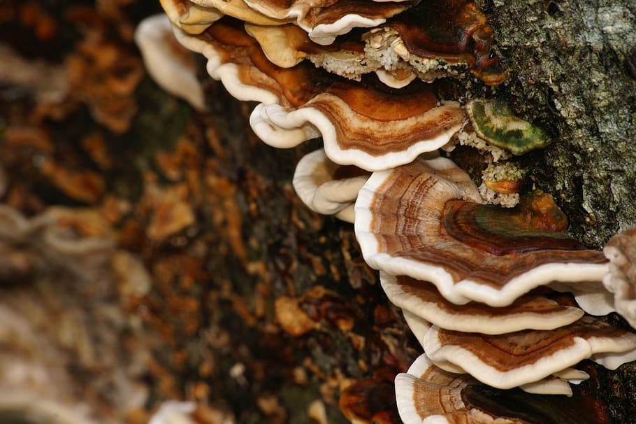 mushrooms, colors, bark, tree, trunk, striations, circles, mushroom, fungus, close-up