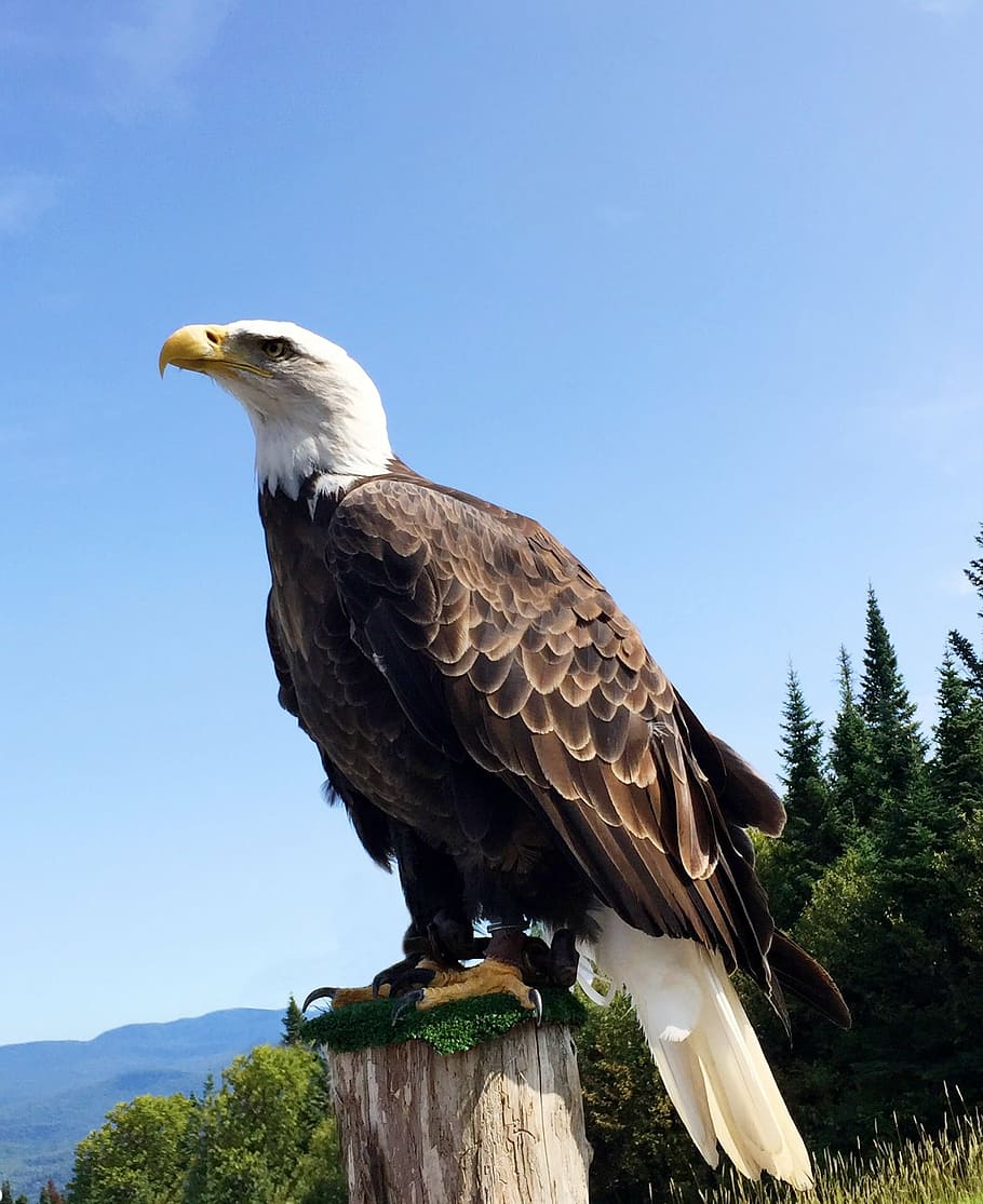 白, 茶色, ハゲ, イーグル, 立っている, 木, 鳥, 野生, 野生動物, アメリカンイーグル