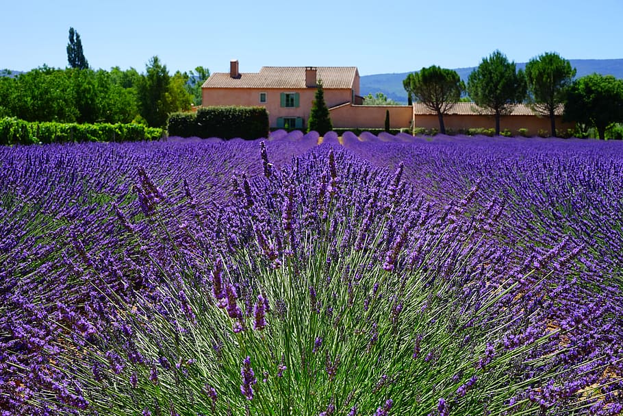 ungu, lavender, bidang bunga, siang hari, perkebunan, properti, bidang lavender, bunga lavender, biru, bunga