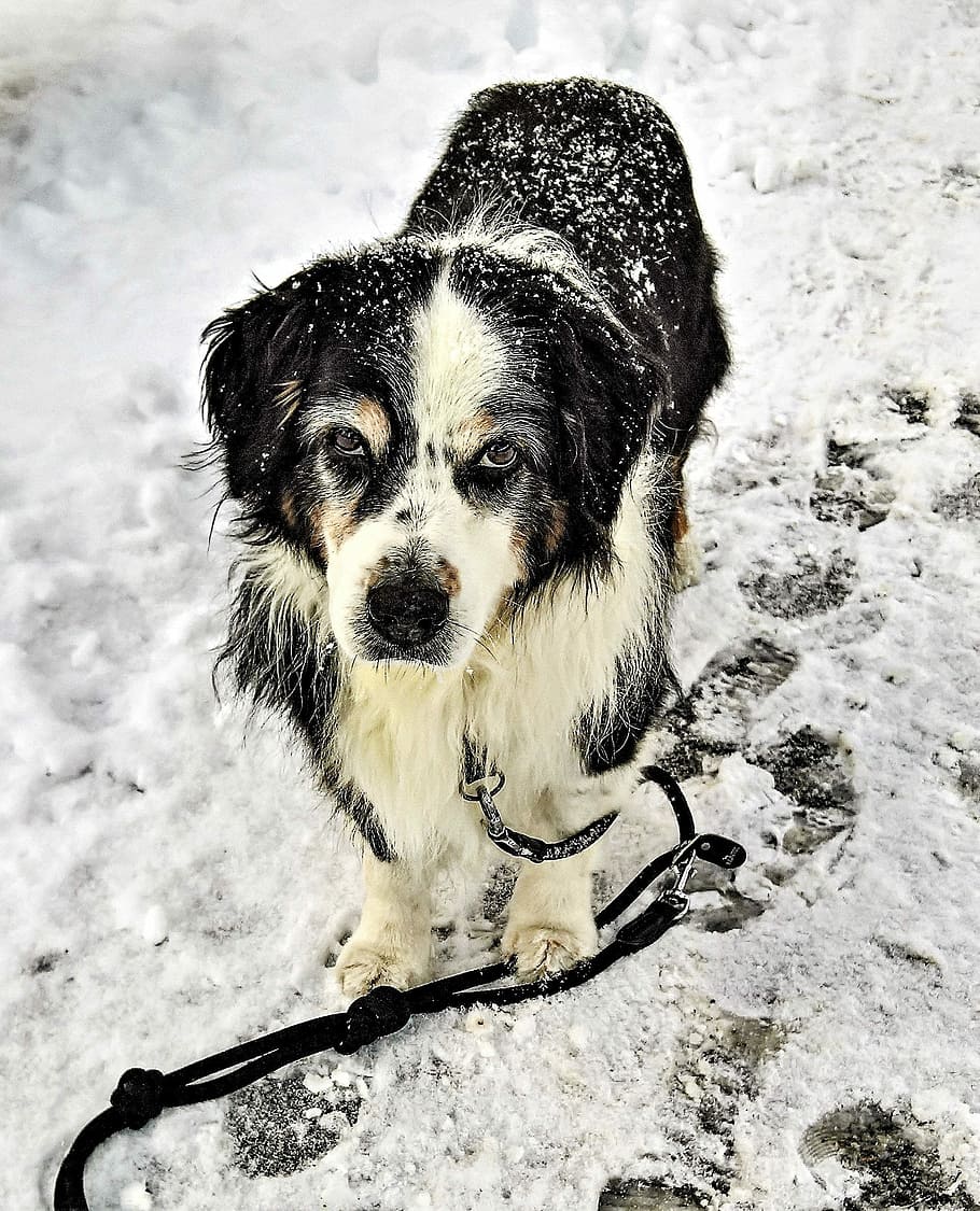 anjing sedang, berdiri, salju, anjing, australia shepard, hitam coklat putih, jantan, senior, hewan peliharaan, musim dingin