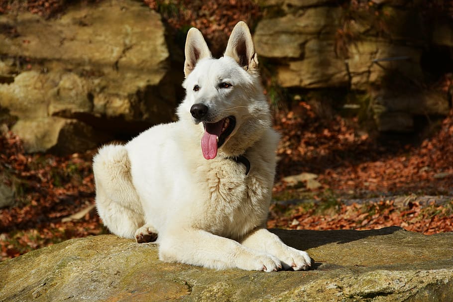 浅い フォーカス写真 白 犬 白い犬 ポーズ アウトドア 自然 言語 思いやり Pxfuel