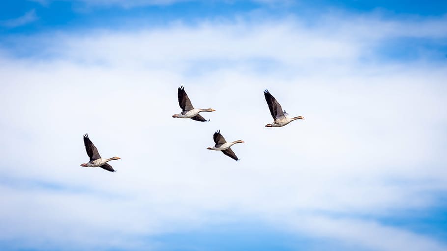 four birds flying, goose, grey, flight, flying, bird, isolated, wild, greylag, three