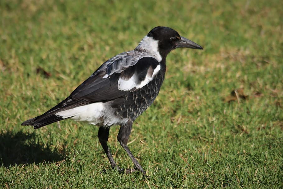 magpie, noisy, black and white, native, australian, adelaide, australia, bird, watching, avian