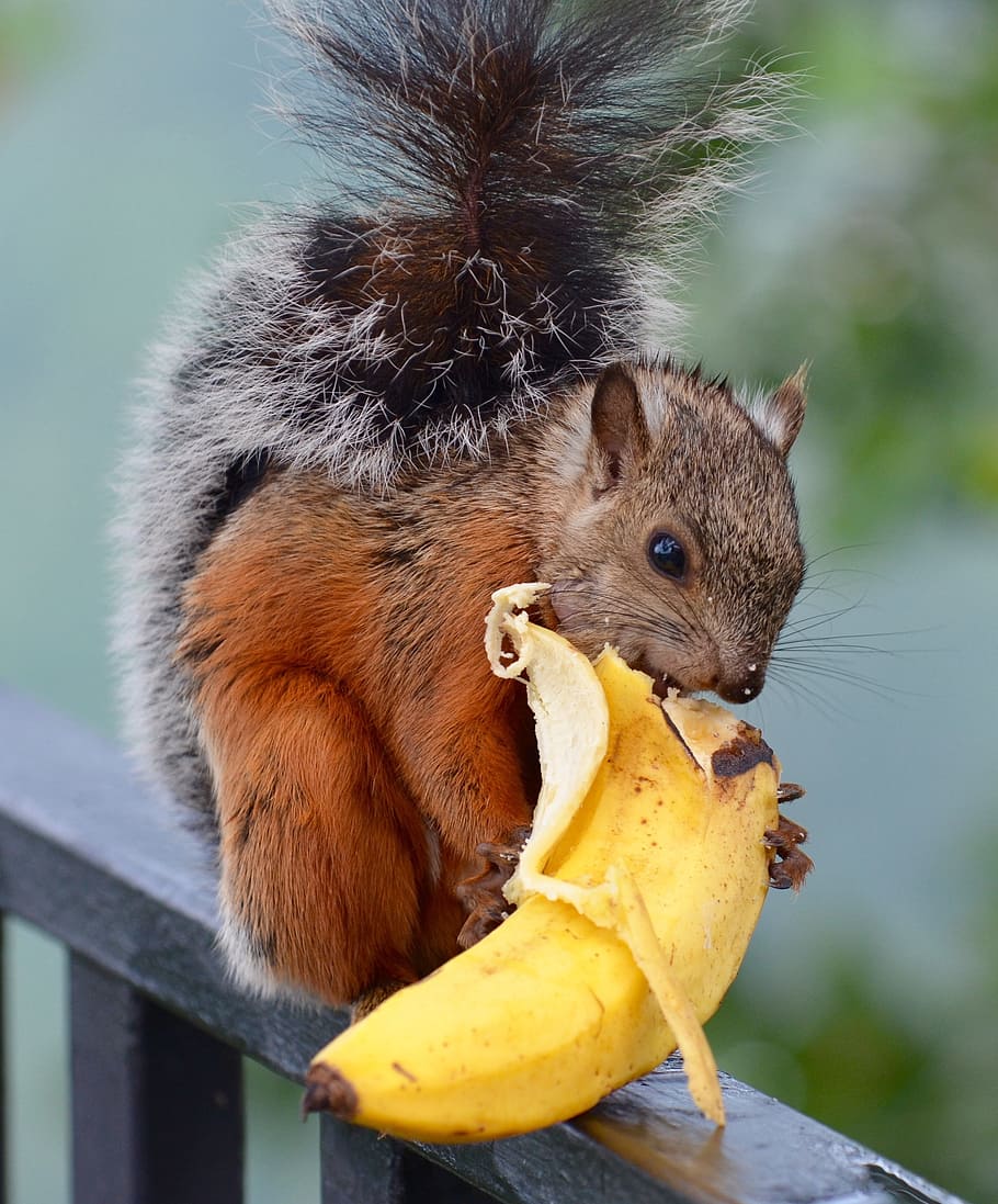 squirrel, banana, wildlife, mammal, nature, variegated, rodent tail, bushy, animal, animal themes