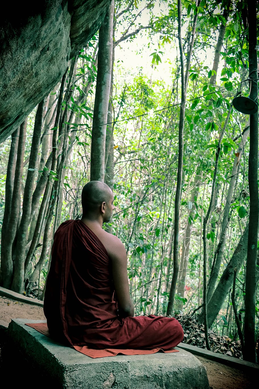 meditation, bhikkhu, mahamevnawa, sri lanka, buddhist, monk, tree, sitting, plant, one person