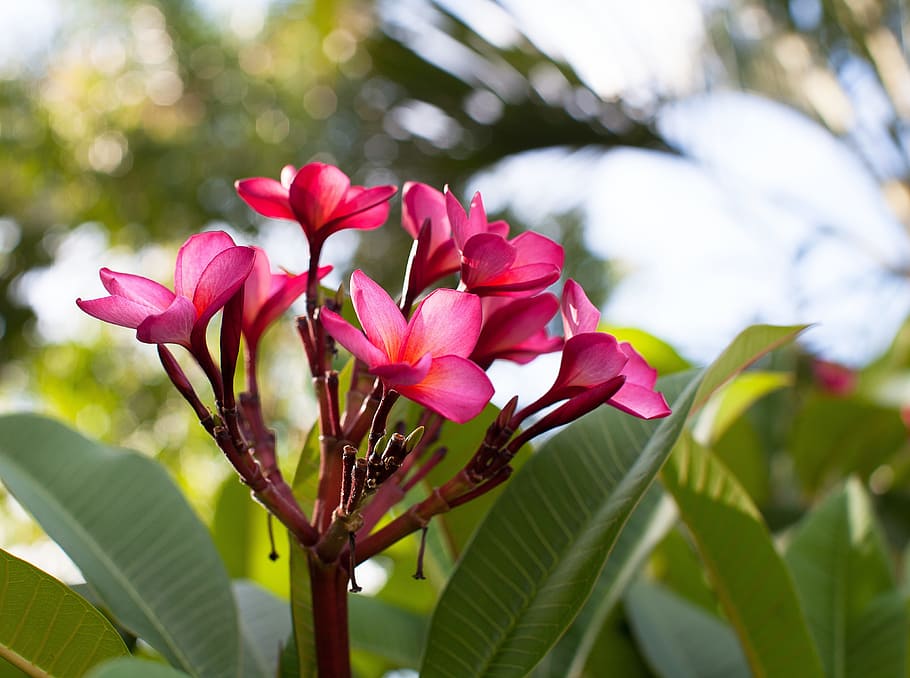 花 フランジパニ プルメリア属 プルメリア プルミエラ 低木 熱帯アメリカの木々 香りの良い白またはピンクの花 植物 開花植物 Pxfuel
