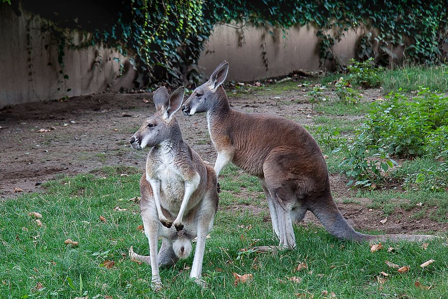 カンガルー 有袋類 動物園 オーストラリア 哺乳類 植物 草 動物群 動物の野生動物 脊椎動物 Pxfuel