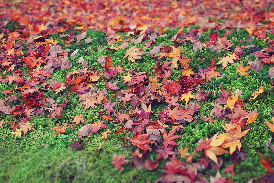 marrom, verde, campo de grama, dia, folha de bordo, grama verde, outono, folha, natureza, estação