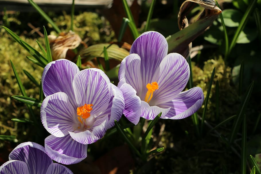 Azafranes, púrpura, primavera, flores, azafrán, flor, planta, crecimiento, al aire libre, día