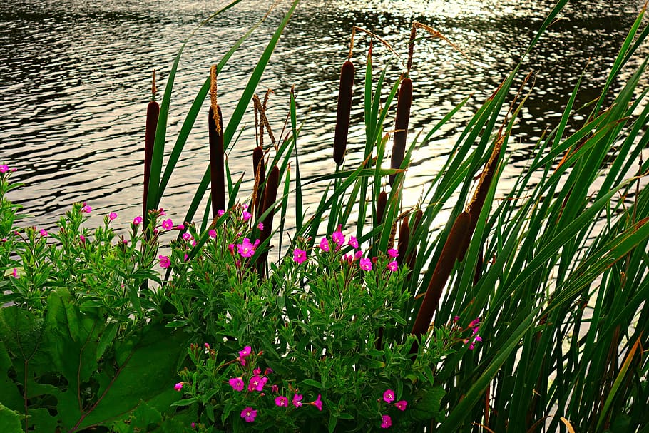 river, riverbank, rushes, reeds, vegetation, water's edge, water, sunlight on water, plant, flower
