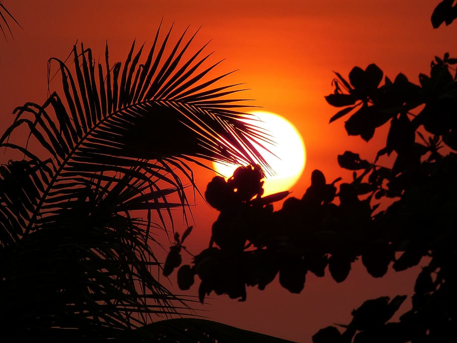 vietnam, sunset, sun, evening, dark, twilight, palm, afterglow, phu quoc, silhouette