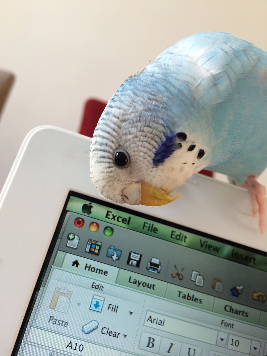 blue, parrot, top, macbook, bird, parakeet, young budgerigar, bird on mac, computer, animal
