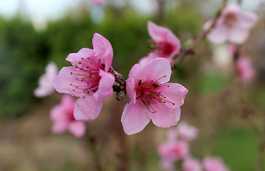 rosa, cerezo, floreciente, durante el día, durazno, árboles frutales,  árboles en flor, triste, flores rosadas, naturaleza | Pxfuel