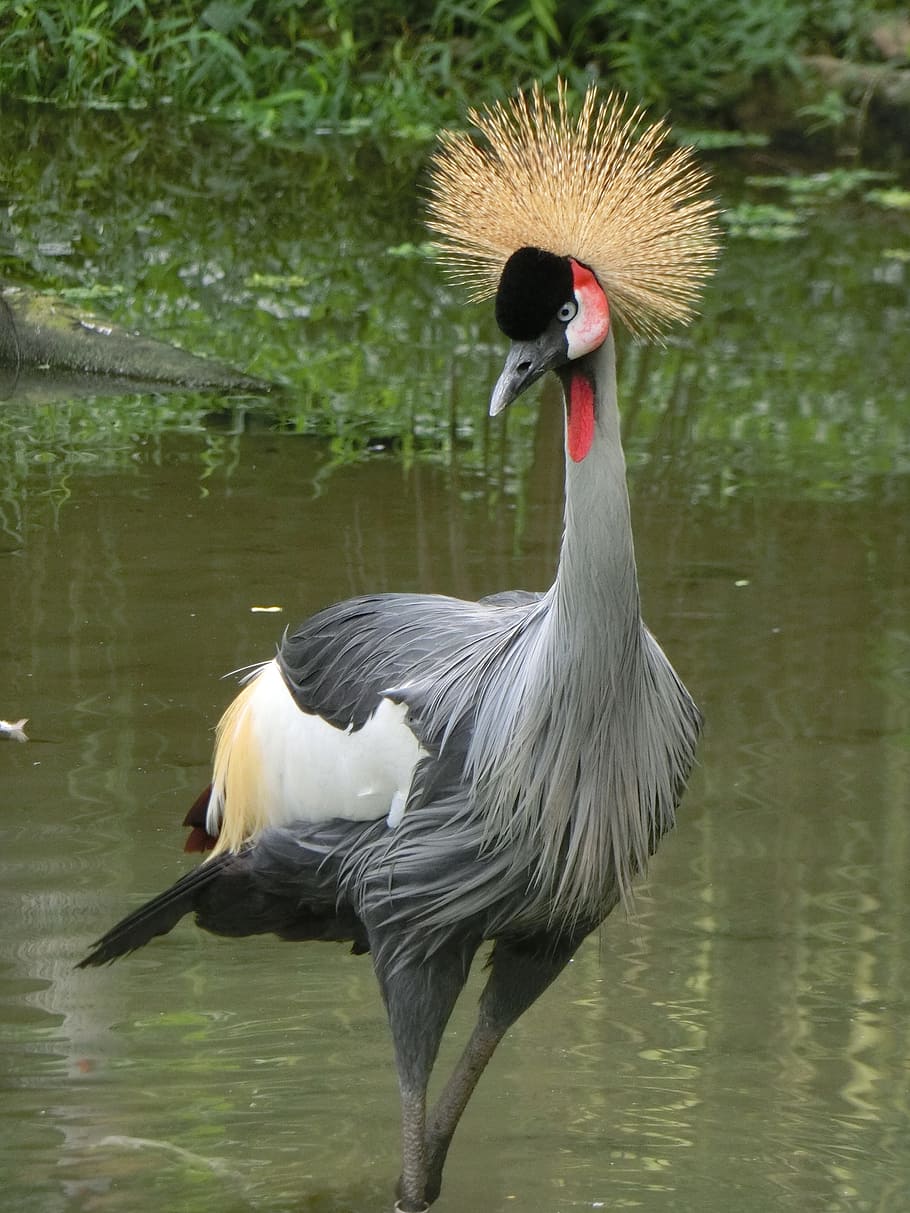 gris, coronado, grúa, grúa coronada gris, parque de aves de singapur, un animal, pájaro, temas de animales, animales salvajes, fauna animal