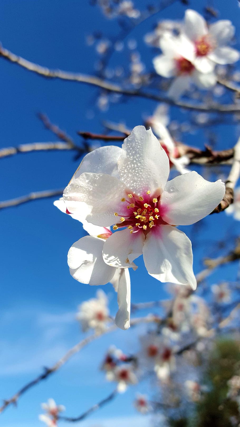 shallow, focus photography, white, flowers, almond tree in blossom, february in mallorca, white flowers, flowering plant, flower, plant