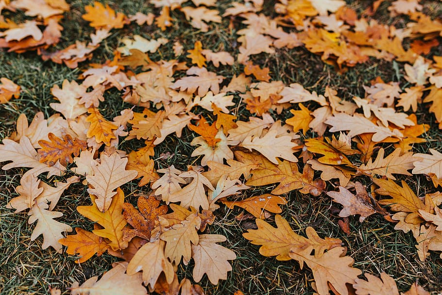 folha, folhas, outono, passeio, cães, parte da planta, mudança, seco, caindo, natureza