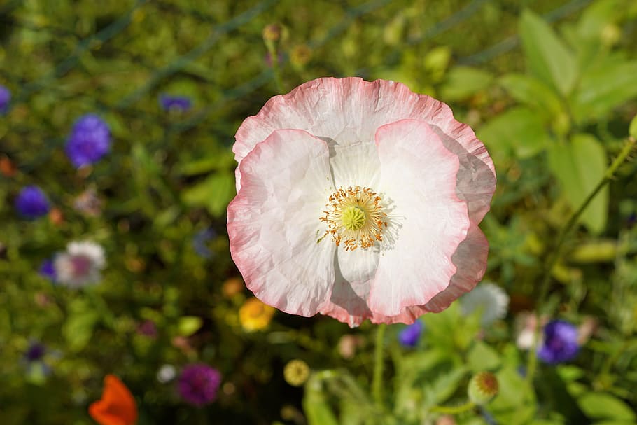 セレクティブ フォーカス写真 白とピンクの花びらの花 ポピー ブロッサム ブルーム 赤い枠の白いケシ フィリグリー 夏 花 Pxfuel