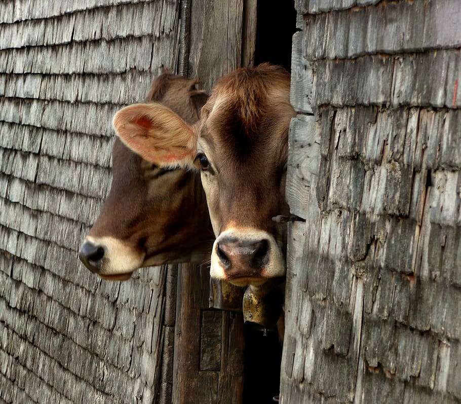 two, brown, cattle, peeking, though, wooden, door, cows, alm, young animal