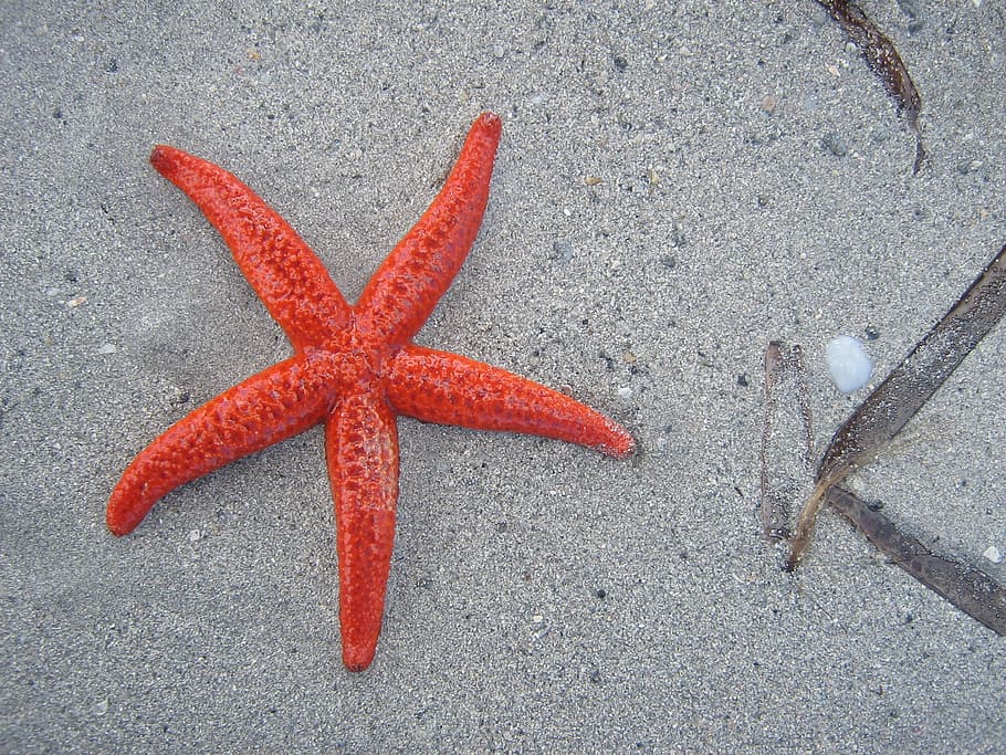 foto, rojo, estrella de mar, playa, arena, mar, vida marina, contraste, cerrar, criatura