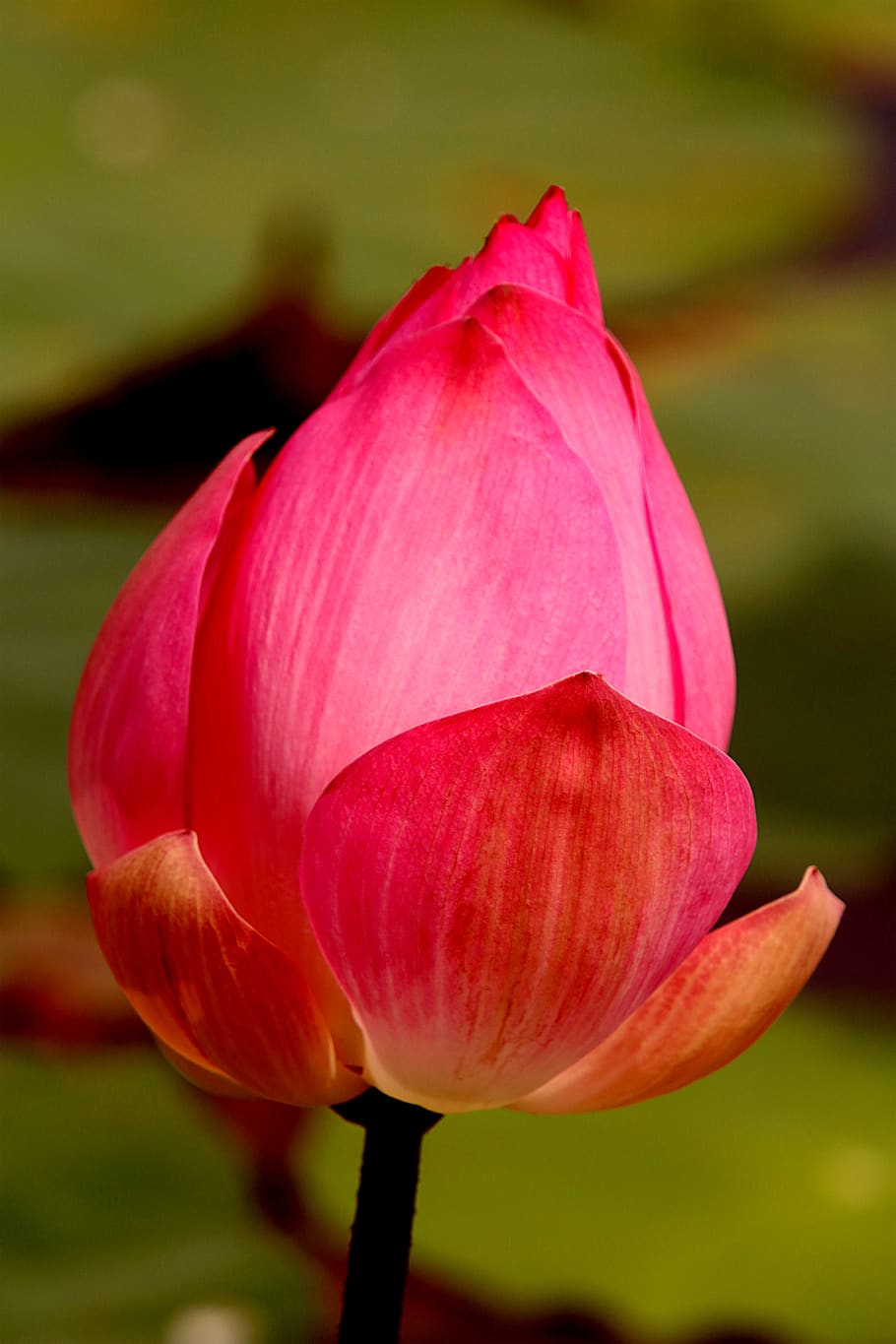 lotus flowers, pink lotus, sen viet nam, flower buds, flowers bloom, beautiful flowers, natural, dam sen, lotus pond, petals