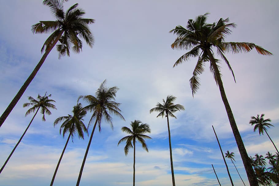 azul, céu, palmeiras, céu azul, palmeira, árvores, viagens, tropical clima, natureza, praia