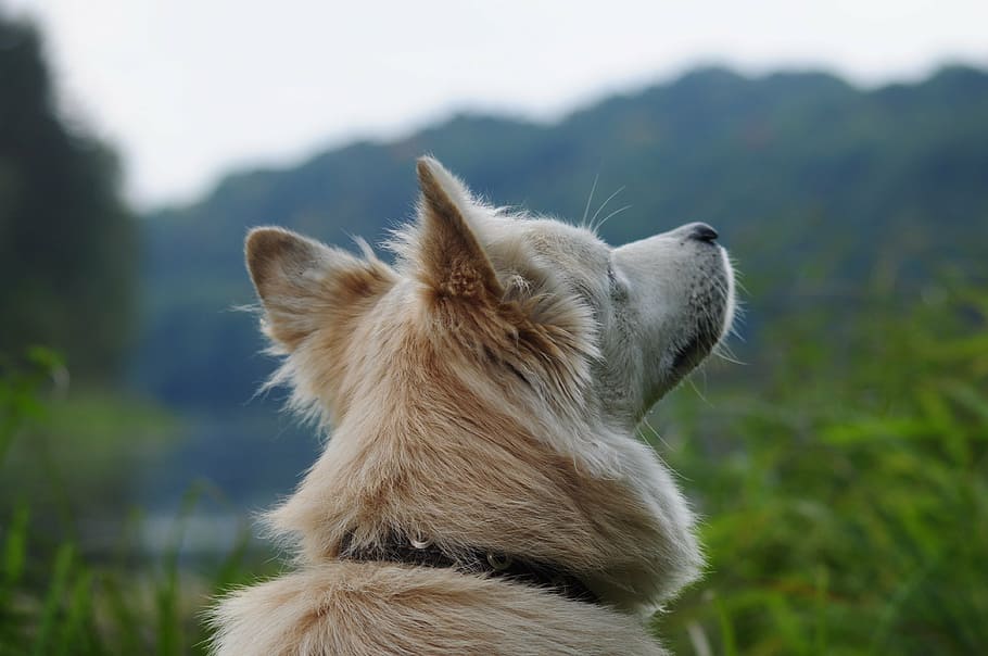 visão close-up, cão, olhando, siberiano, branco, natureza, fora, animal de estimação, doméstico, jovem