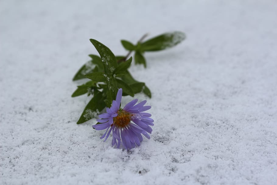 flower in the snow, the first snow, september, flower, flowering plant, freshness, plant, beauty in nature, nature, fragility