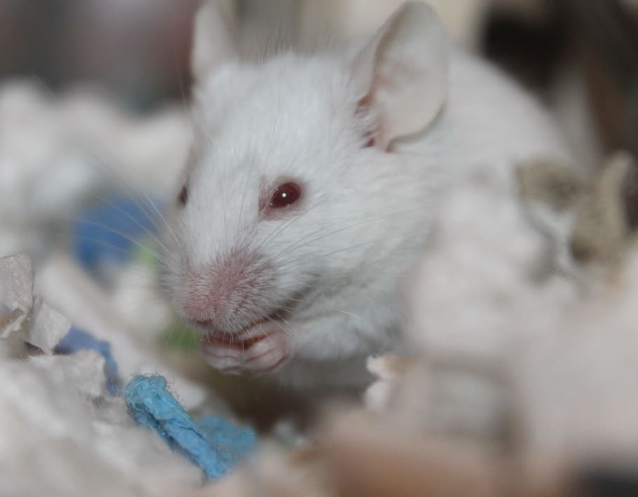 roedor, lindo, mamífero, pequeño, animal, ratón, ratones, blanco, ojos rojos, laboratorio