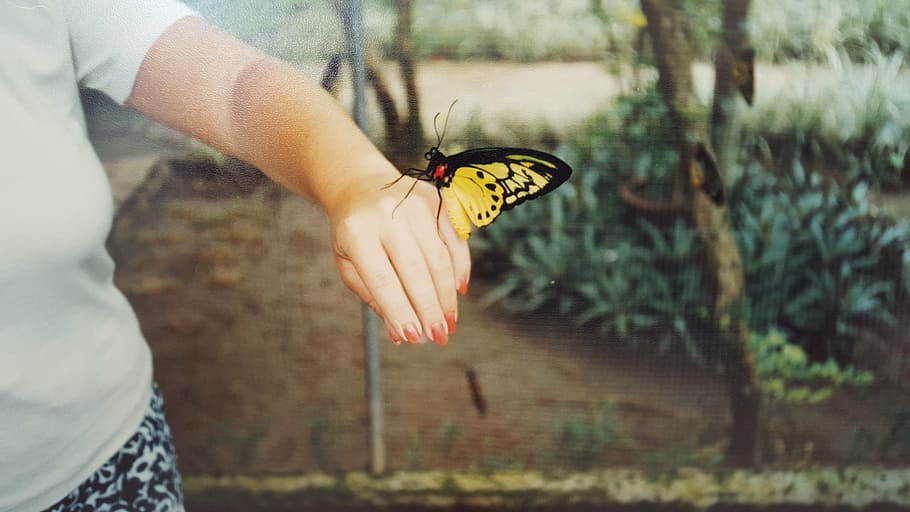 butterfly, bali, indonesia, travel, yellow, woman, one person, human body part, human hand, hand