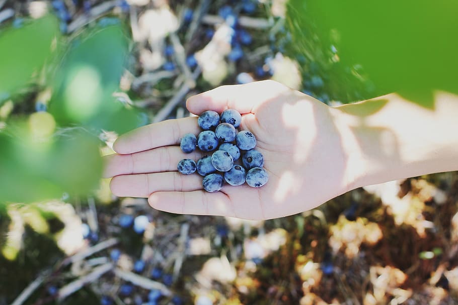 hand, blueberry, fruit, fresh, plant, garden, farm, field, human hand, human body part