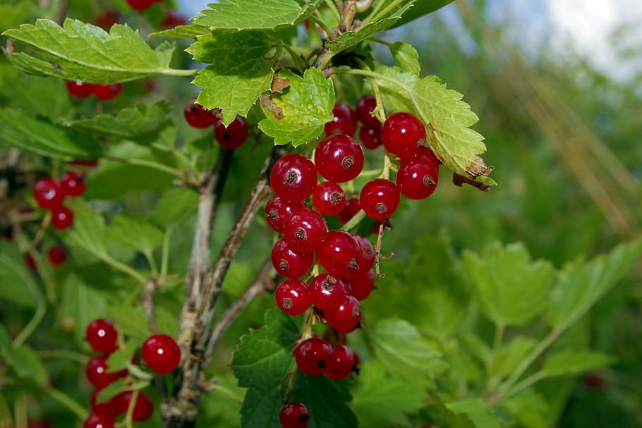 red currant, currant, natural, healthy, food, garden, sad, jam, compote, tincture