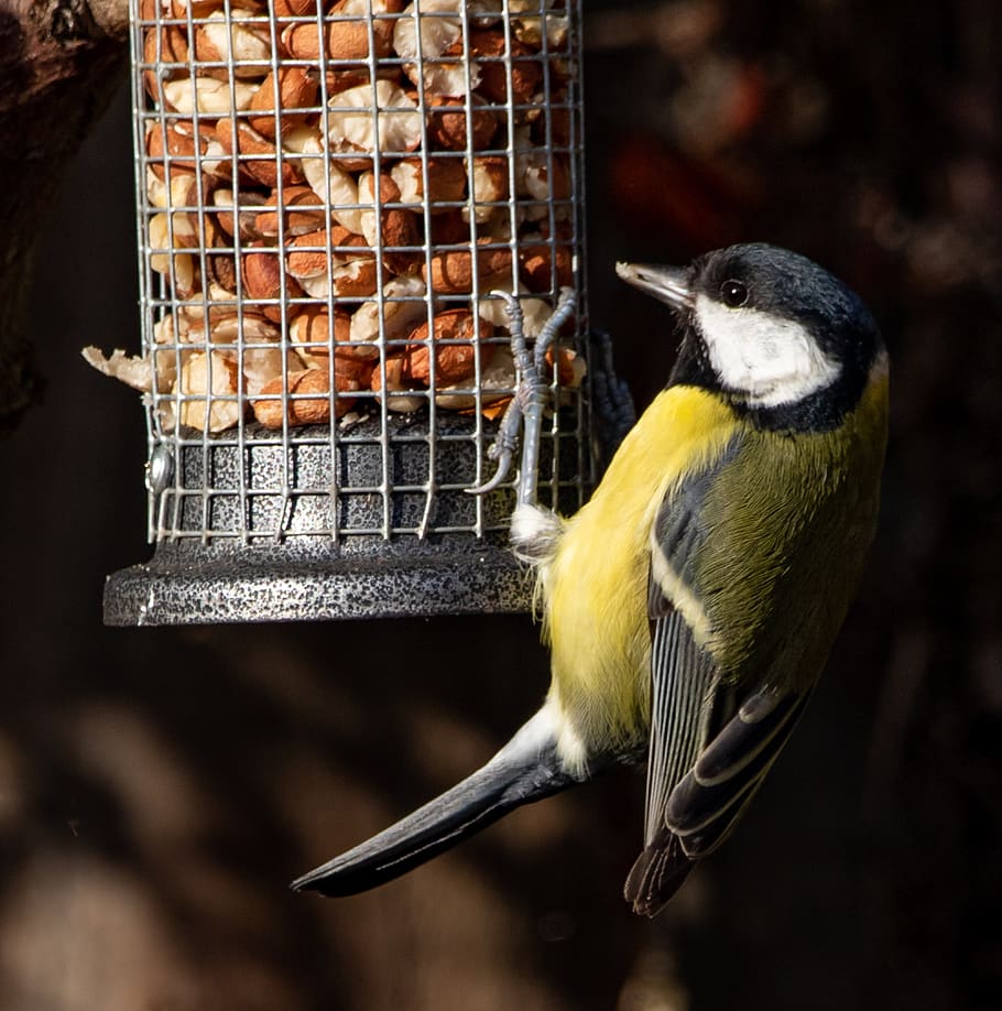 great tit, feeding tit, tit, small bird, garden bird, garden, foraging, plumage, feed, feather