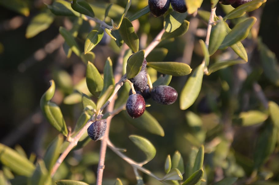 wild olive, olives, crazy olives, fruit, plant, food, growth, food and drink, healthy eating, tree