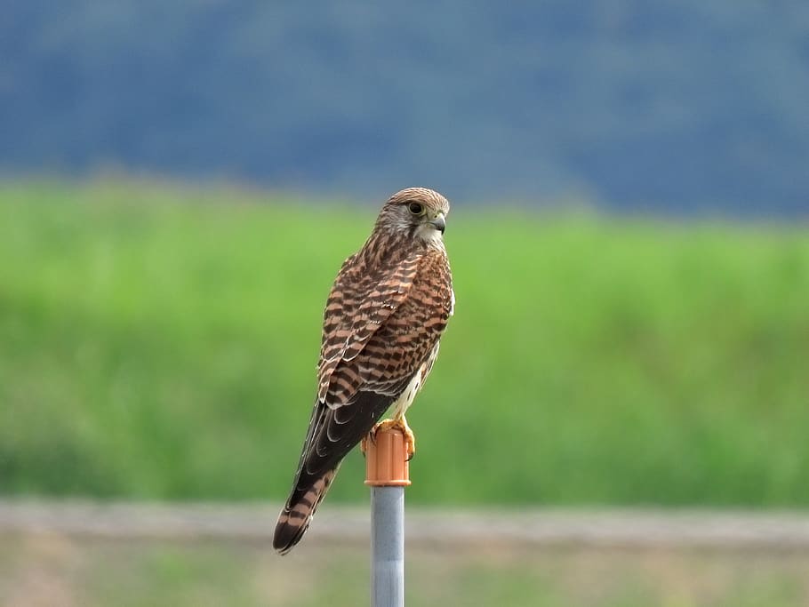 animal, the countryside, yamada's rice fields, bird, wild birds, raptor, falcon, kestrel, seasonal, autumn